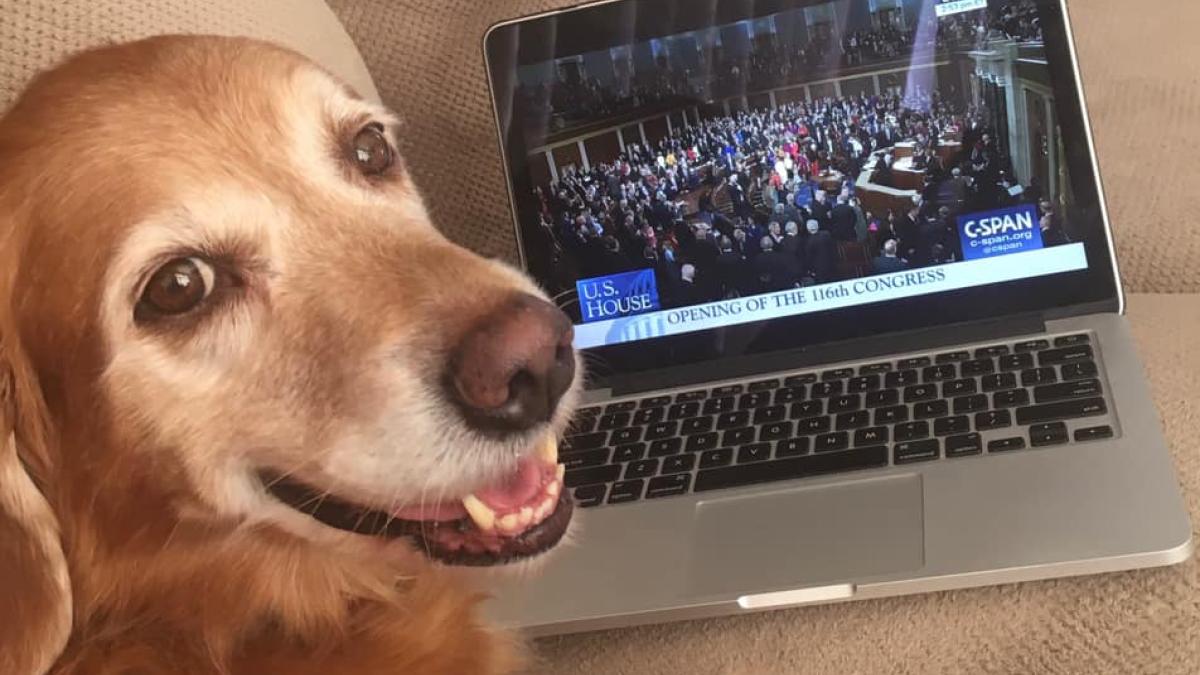 Angie & Cheryl's Dog, Summitt